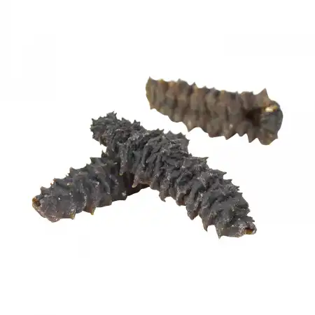 德成行 G6加勒比海 彩虹参 8oz (海参#10015)