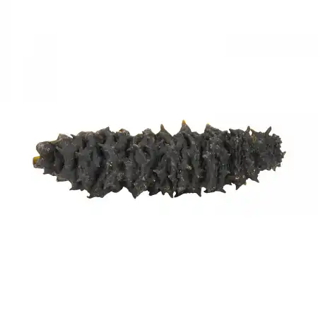 德成行 G50加勒比海 彩虹参 16oz (海参 #10018)