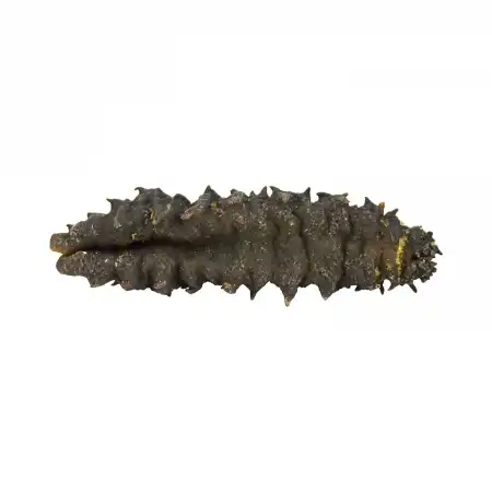 德成行 G50加勒比海 彩虹参 16oz (海参 #10018)