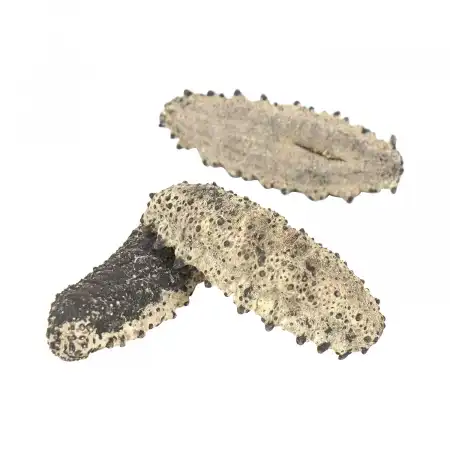 TAK SHING HONG G50 Mexico Dried Sea Cucumber (Zu Shen) AAAA 16oz (#43007)