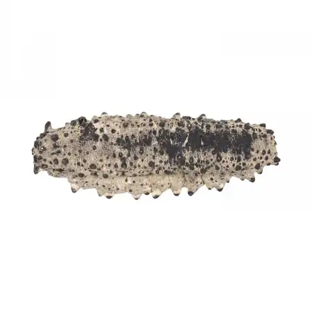 TAK SHING HONG G50 Mexico Dried Sea Cucumber (Zu Shen) AAAA 16oz (#43007)