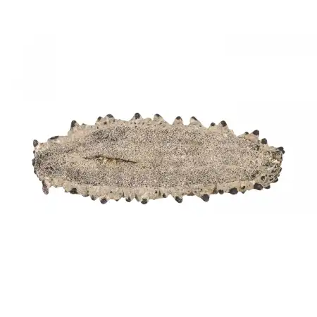 TAK SHING HONG G50 Mexico Dried Sea Cucumber (Zu Shen) AAAA 16oz (#43007)
