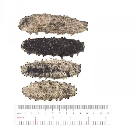 TAK SHING HONG G50 Mexico Dried Sea Cucumber (Zu Shen) AAAA 16oz (#46044)