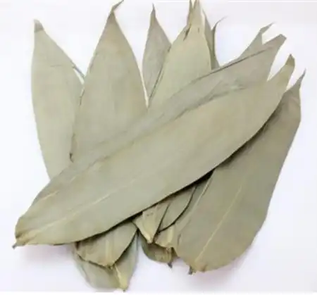 DOUBLE PARROT Bamboo Leaves, Lager 14oz