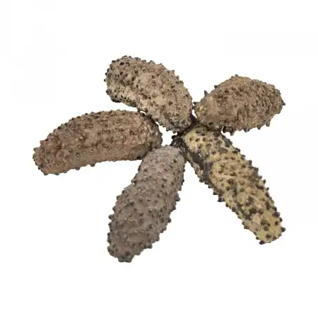 德成行 G15墨西哥刺参 AAAA 16oz (海参#46071) 