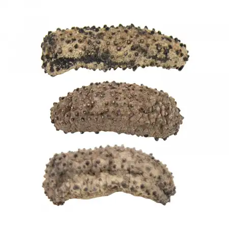 德成行 G15墨西哥刺参 AAAA 16oz (海参#46071) 