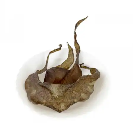 德成行 甲鱼裙边- 6oz (#42079)