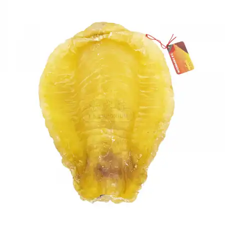 TAK SHING HONG Dried Fish Maw 1PC-0.86LB (#030326)