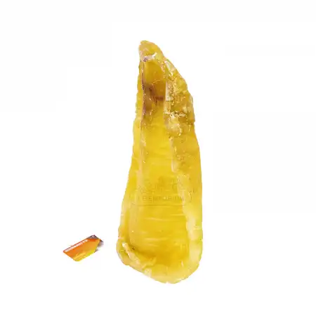 德成行 斗湖鱼胶(花胶/鱼胶/鱼肚) 1PC-1.50LB (#012226)