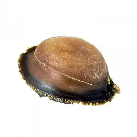 TAK SHING HONG G70 Dried Mexican Yellow Abalone 2pcs (#48839)