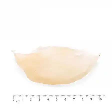 德成行 碎玉鲍片 8oz (#13184)