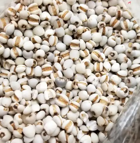 TAK SHING HONG Yi Ren / Raw Coix Seed / Dried Pearl Barley 14oz