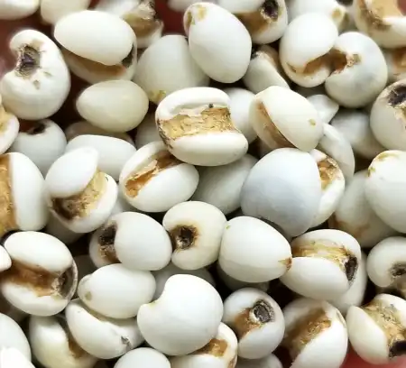 TAK SHING HONG Yi Ren / Raw Coix Seed / Dried Pearl Barley 14oz