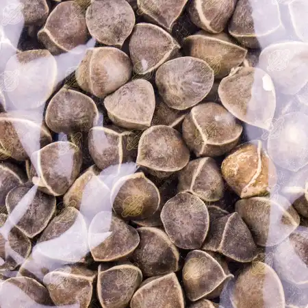 德成行 辣木籽 6oz 【世界三宝之一, 增强免疫力】