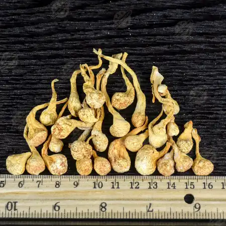 德成行 虫草花孢子头 4oz