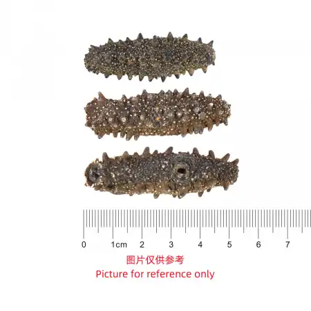 德成行 G6日本关东辽参 8oz (海参#46105-4A)