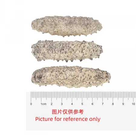 德成行 G10墨西哥足参/肥仔参 AAAA 16oz (海参#46042)