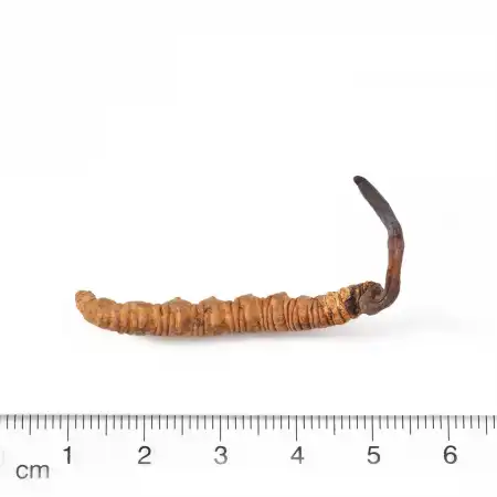 TAK SHING HONG Wild Cordyceps AAAA (A18) 1.3oz