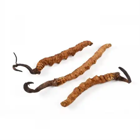 TAK SHING HONG Wild Cordyceps AAAA (A18) 1.3oz