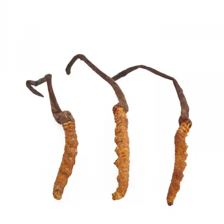 TAK SHING HONG Wild Cordyceps AA (A40) 1.3oz