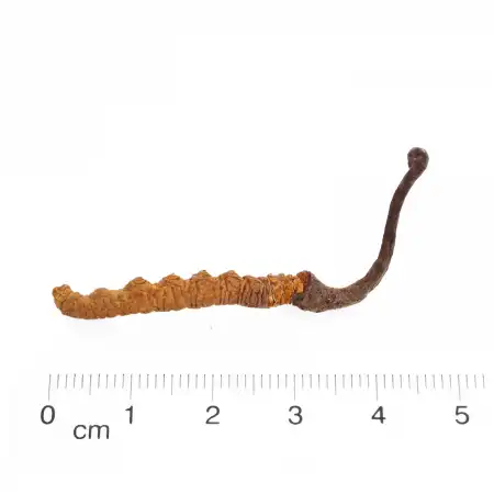 TAK SHING HONG Wild Cordyceps AA (A40) 1.3oz
