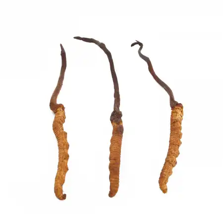 德成行 野生冬虫夏草 AA (A45) 10g